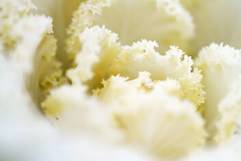 White - бесплатный image #477237